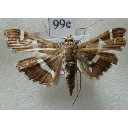 Spoladea recurvalis (Fabricius, 1775) Spain, Canary Is99e